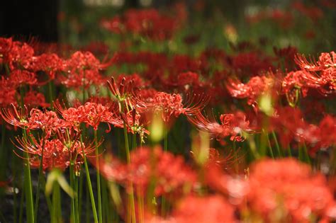 紅蓮華 彼岸花|秋の訪れを告げる紅蓮の花〜京都府の彼岸花スポット〜／CO